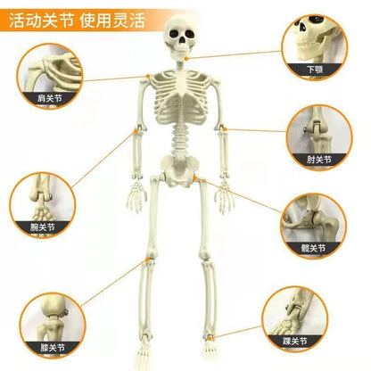 Posable Halloween Skeleton (40/90cm) Human Bones for Party & Haunted House Decor